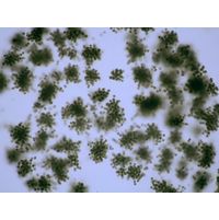 Radiocystis geminata
