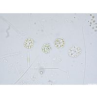 Snowella lacustris
