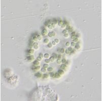 Snowella lacustris