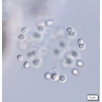 Snowella litoralis