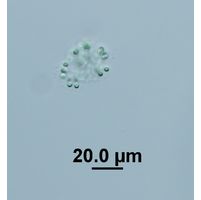 Snowella litoralis