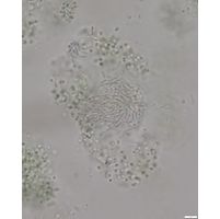 Synechococcus endogloeicus
