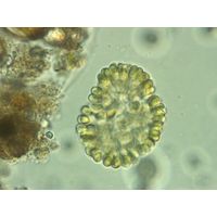 Woronichinia karelica
