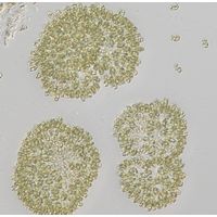 Woronichinia naegeliana
