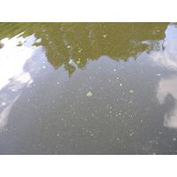 Aphanizomenon flos-aquae