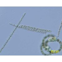 Aphanizomenon flos-aquae