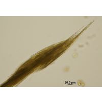 Aphanizomenon flos-aquae
