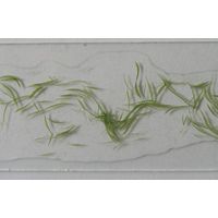 Aphanizomenon flos-aquae