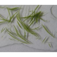Aphanizomenon flos-aquae