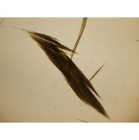 Aphanizomenon flos-aquae