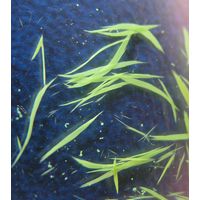 Aphanizomenon flos-aquae