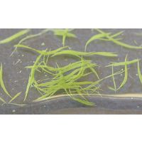 Aphanizomenon flos-aquae