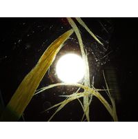 Aphanizomenon flos-aquae