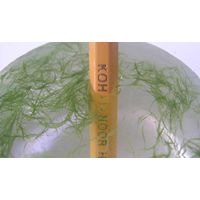 Aphanizomenon flos-aquae