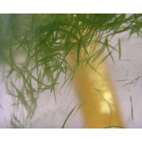 Aphanizomenon flos-aquae