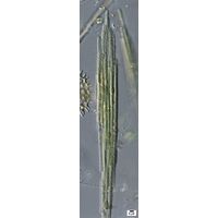 Aphanizonemon sp.
