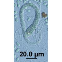 Calothrix sp.