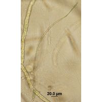 Cylindrospermum longisporum