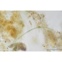 Cylindrospermum sp.