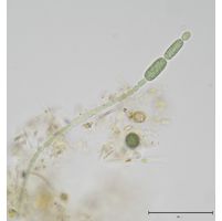 Cylindrospermum sp.