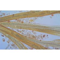 Dichothrix