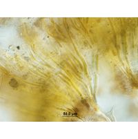 Dichothrix cf. baueriana
