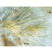 Dichothrix cf. baueriana