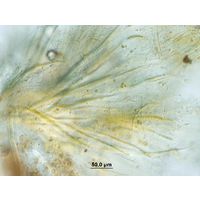 Dichothrix cf. baueriana