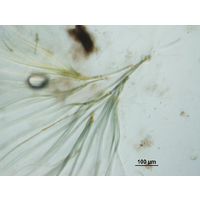 Dichothrix cf. baueriana