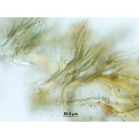 Dichothrix cf. baueriana