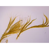 Dichothrix orsiniana