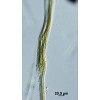 Dichothrix ledereri