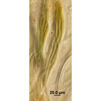 Dichothrix ledereri