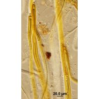 Dichothrix ledereri