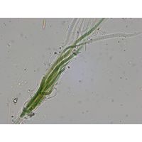 Dichothrix ledererii