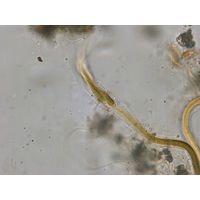 Dichothrix ledererii 