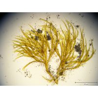 Dichothrix orsiniana