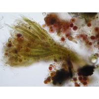 Dichothrix sp. 