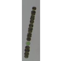 Anabaena smithii