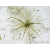 Gloeotrichia sp.