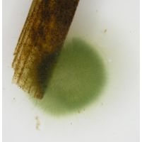 Gloeotrichia sp.