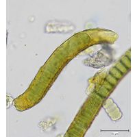 Hassallia byssoidea