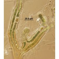 Kyrtuthrix dalmatica
