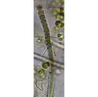 Microchaete