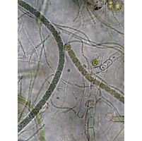 Microchaete