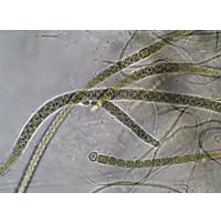 Microchaete