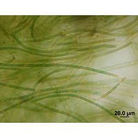 Nodularia harveyana