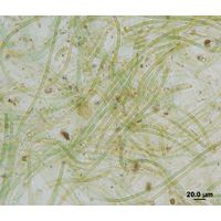 Nodularia harveyana