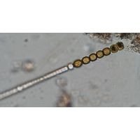 Nodularia moravica