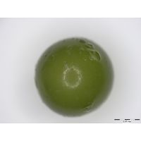 Nostoc parmelioides